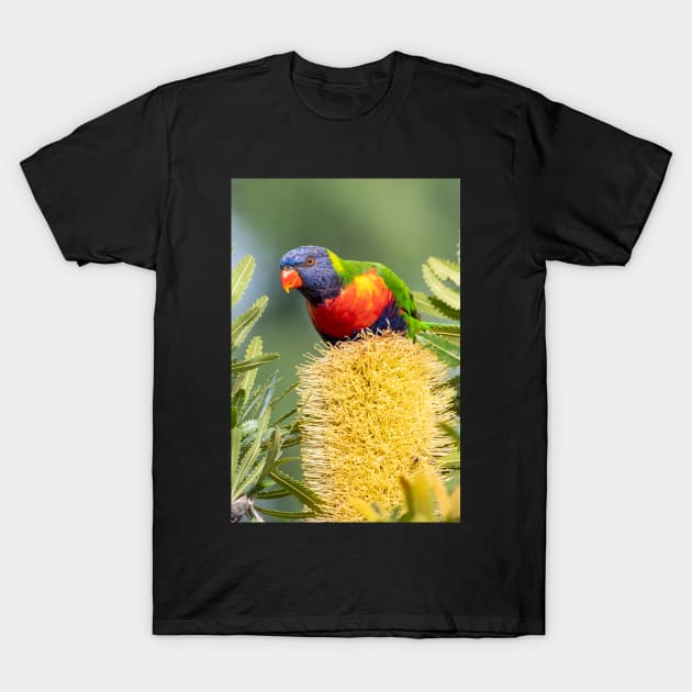 Rainbow Lorikeet on Banksia T-Shirt by AndrewGoodall